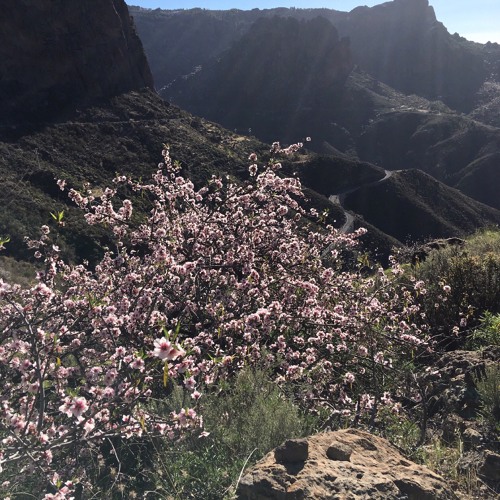 Almond Blossoms