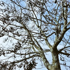 Interlude (Take off skyward)