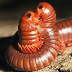 5th Dimensional Discipline