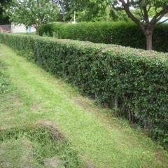 tapis sous les haies d'aubepines