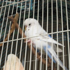 Funny Scam Voicemail