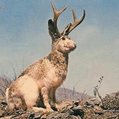 Podcast au coin du feu , épisode 2 :le jackalope