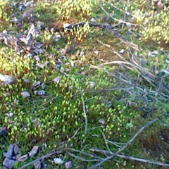 там было слишком много зеленого цвета