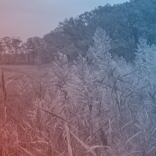 Stream episode The Complex Problem Of The Invasive Common Reed by ...