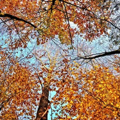 LEAVES, FALLING THEN RISING
