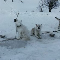 Huskies barking - Saint Véran, Hautes-Alpes, France