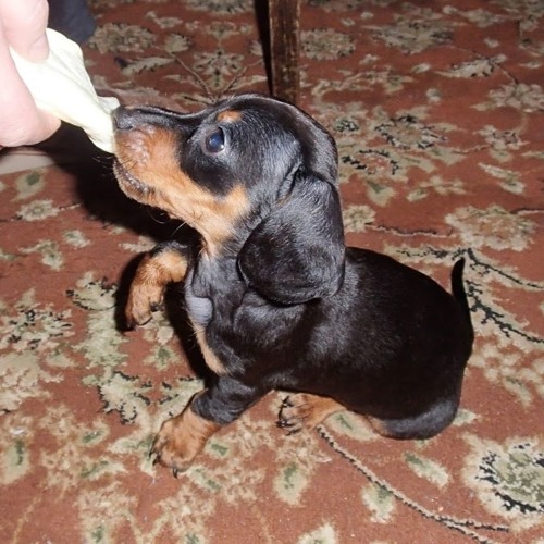 A Little Help (with Tony+Morris, Humanfobia & Lend me your underbelly)