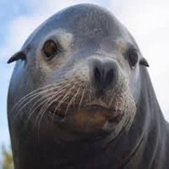 GHAZAL VA GHAZAAL VA GHAZAA