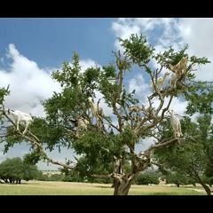 Arozin Sabyh - Slowly Rai