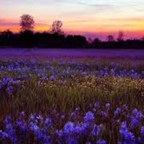 Stream Morning Flowers In a Twilight Field by Richard Emmet Listen