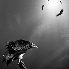 Vulture (Free Download @ 1000 Facebook Followers)