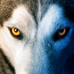 Embargo - Caesar The Leader x Zod Dro