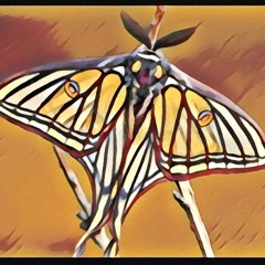 Viiv-Ursula Prawn-El Rojo live recording 5hr set (first part)