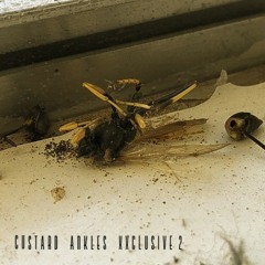 Custard Ankles XXCLUSIVE II