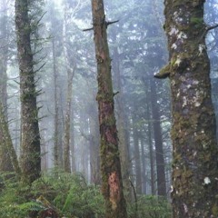 Cedar (2018)