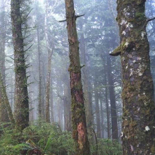 Cedar (2018)
