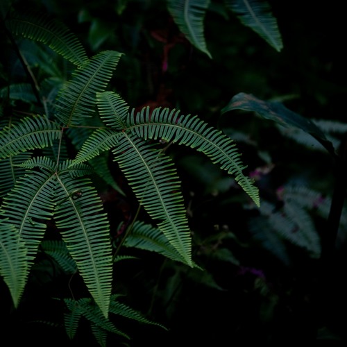 Gabon - Young Rainforest - Evening - Big Mammal Around Mics