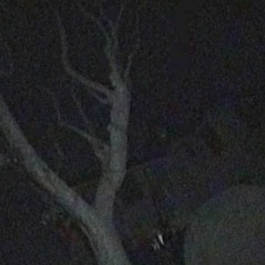 Greaf - A Little Wand Rust