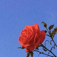 Lil Skies - Red Roses (lofi)