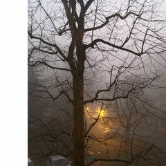 Oiseaux du matin, bruissement d'ailes : envol