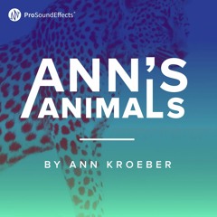 Ann's Animals - Demo