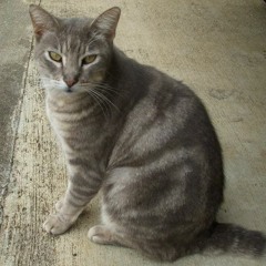 Flirtatious Feline Guitar Version M3