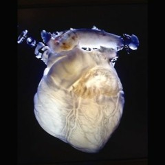 Ghost Heart