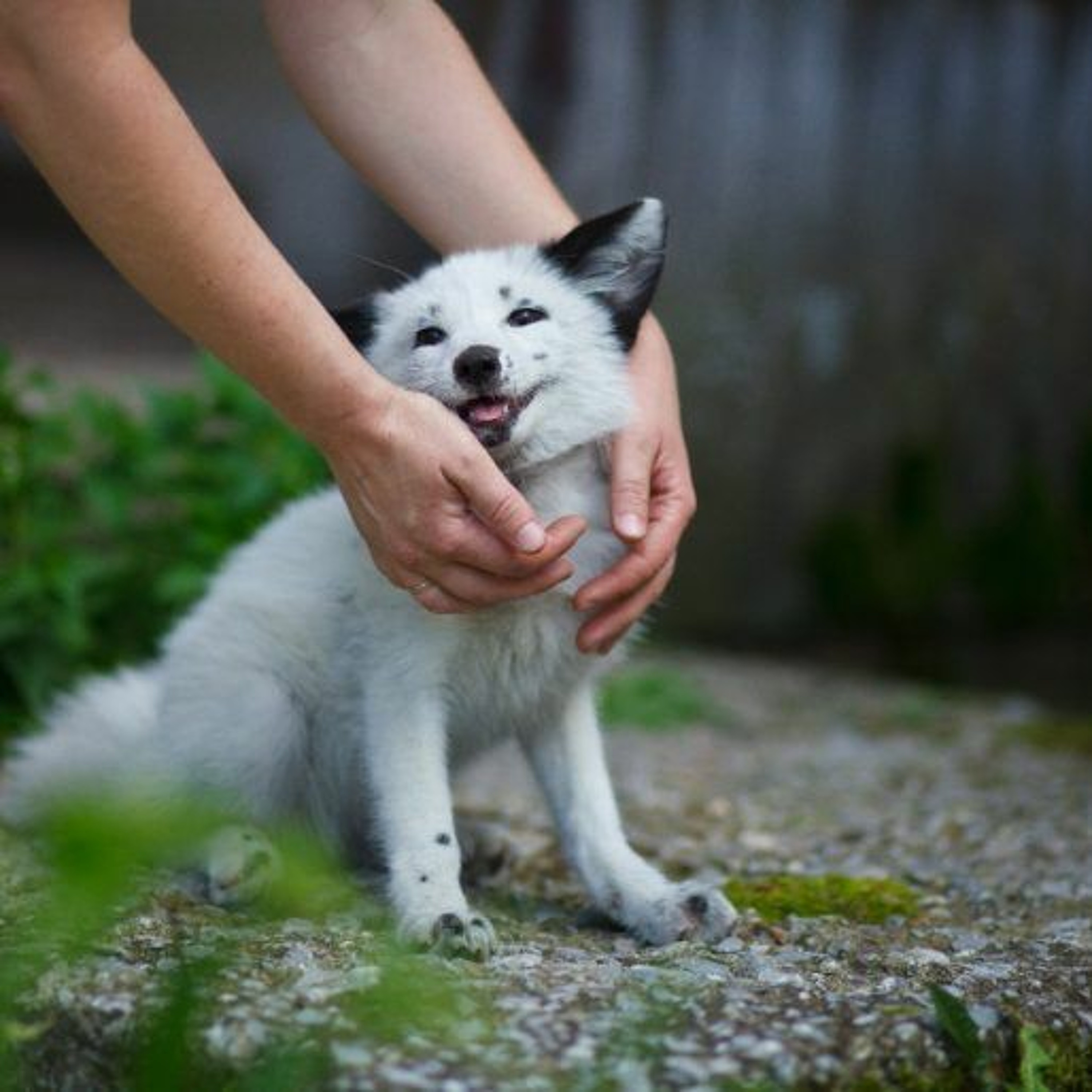 How To Tame A Fox And Build A Dog episode artwork
