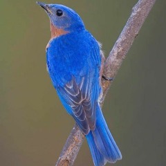 Синяя Птица - Здравствуй, как ты живешь