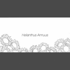 Helianthus Annuus