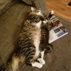 All About My Cats