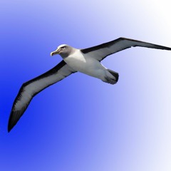 ALBATROSS