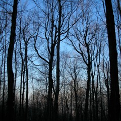 '…all the trees of the world are like brothers and sisters'  (iii) for cello and piano