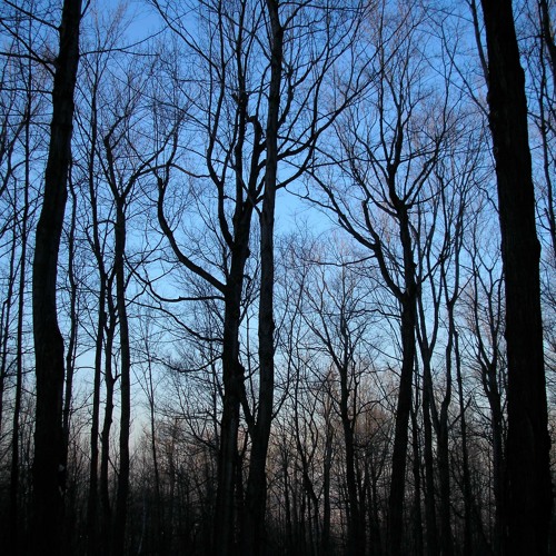 '…all the trees of the world are like brothers and sisters'  (iii) for cello and piano