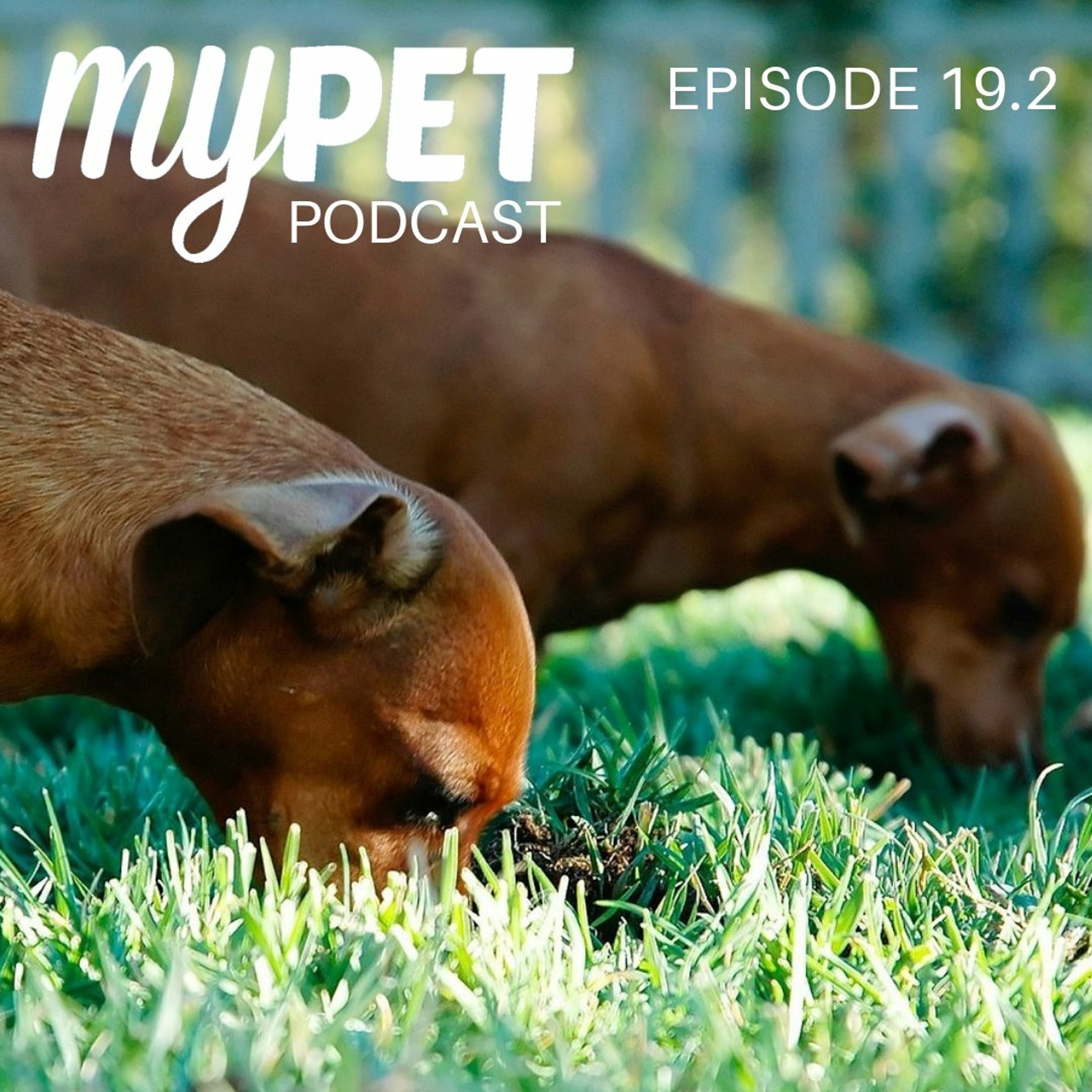 Dogs Eat Poo! Yep it's gross so why do they do it? episode artwork