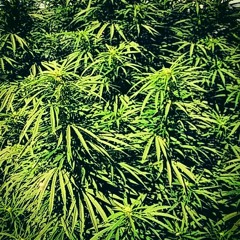 George of the jungle ft WillisTheRealist prod.josh petruccio