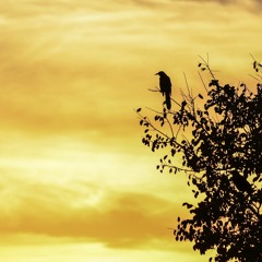 Malpaso (Josiah Cover)