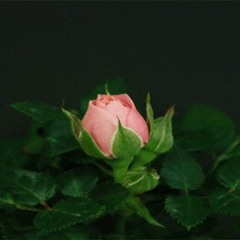 silence