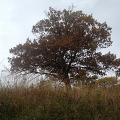 Meliae- T - Bone Euph Duet MIDI