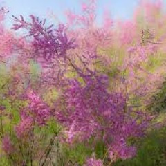 Plant of the Month inspired by Joep Mencke & Deep Filip