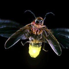 Fireflies Slide