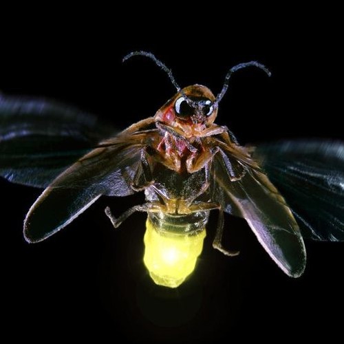 Fireflies Slide