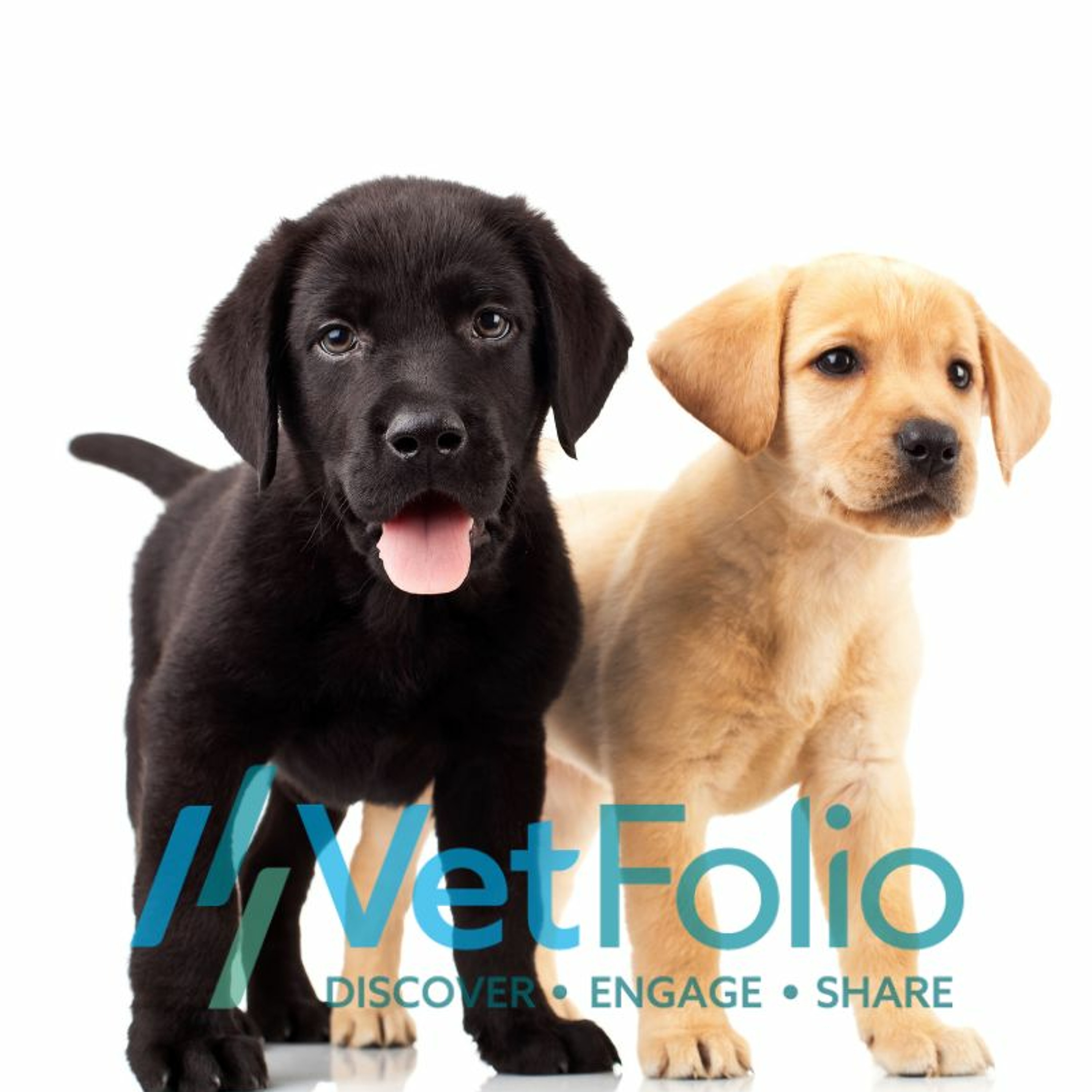 VetFolio Voice