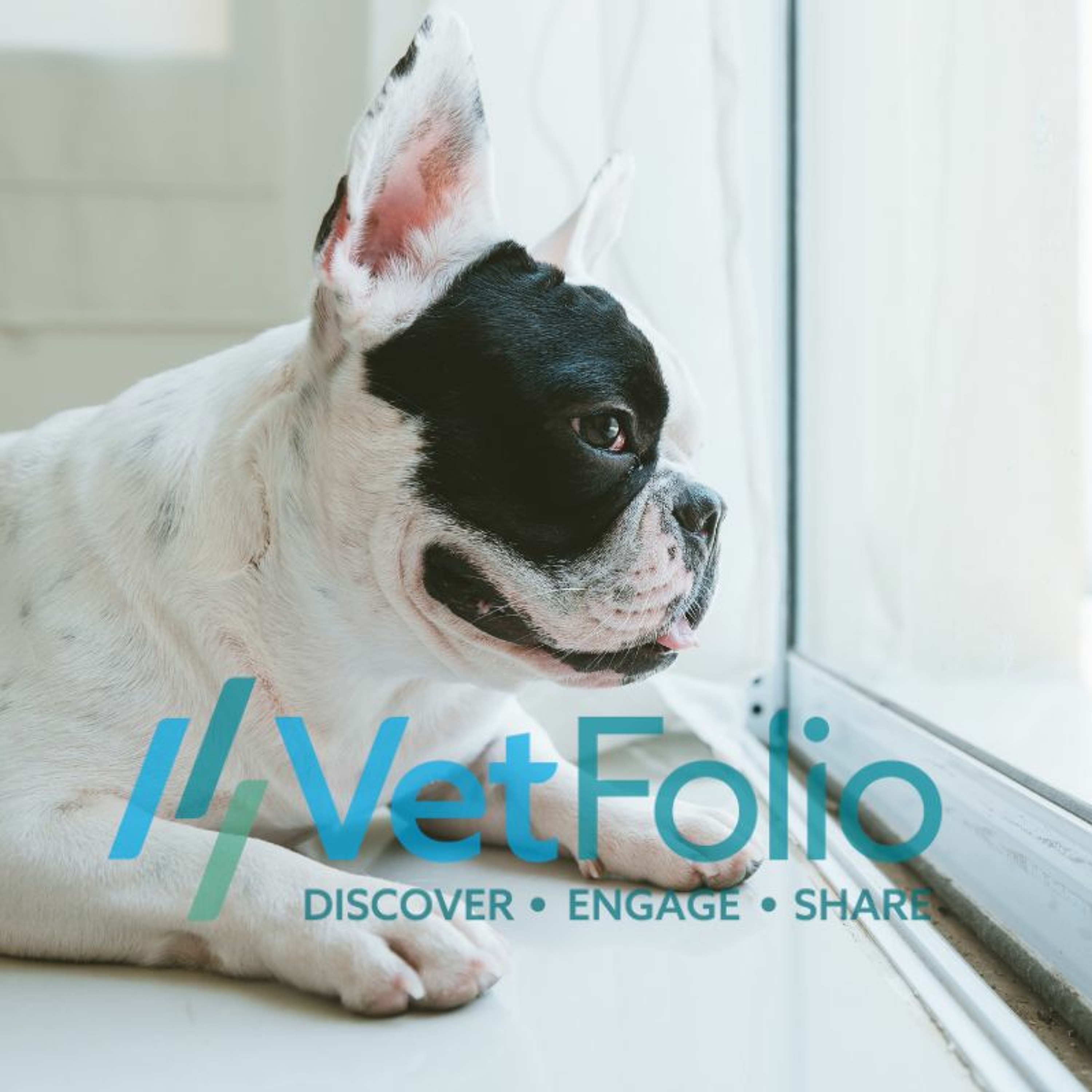 What Your Clients Aren’t Telling You: The Truth About Compliance and Heartworm Disease Preventatives episode artwork