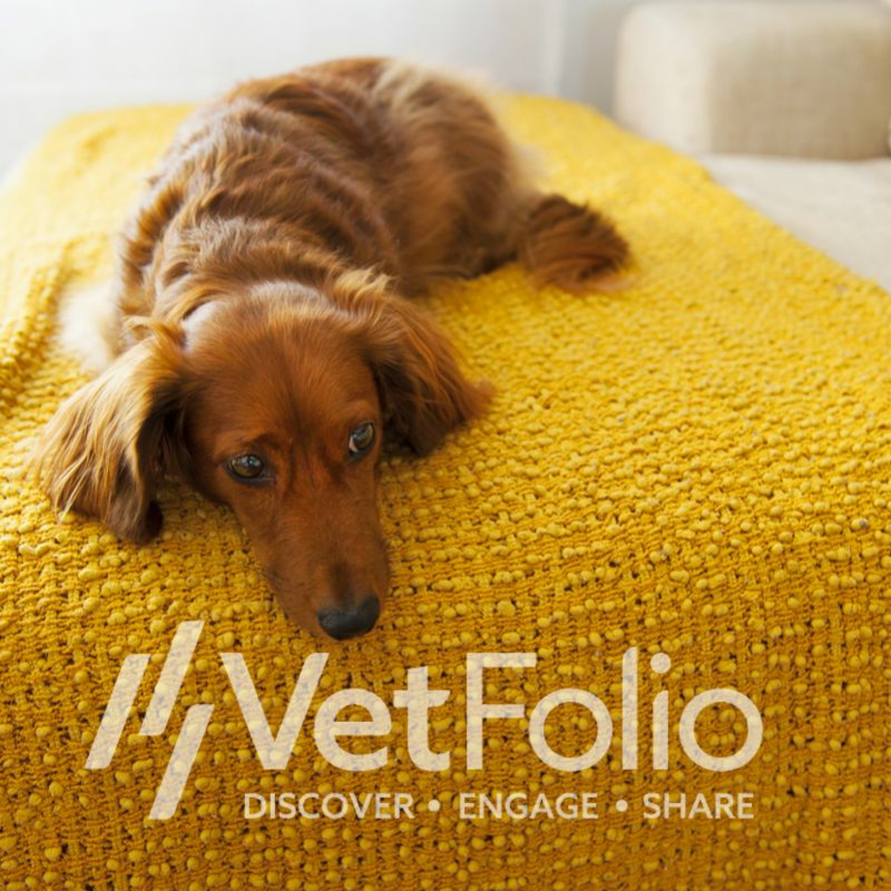 Extended Duration – Client Adherence to Veterinary Recommendations episode artwork
