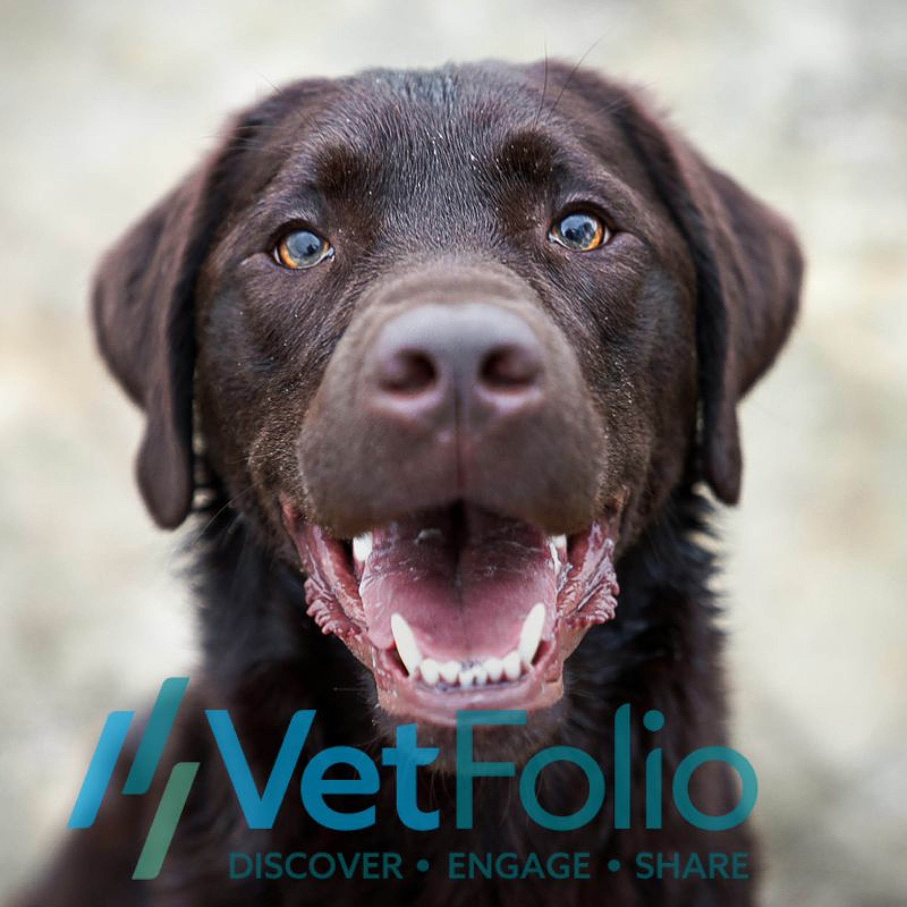 The Involved Pet Owner- The Key to Compliance in Long-Term CHF Therapy episode artwork