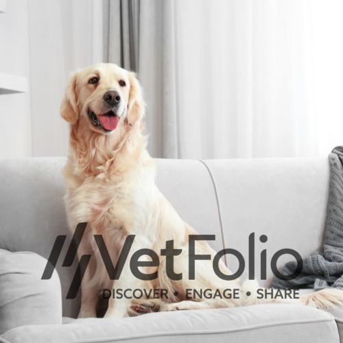 simparica sarolaner chewables