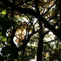 BLACKBIRD SATB acapella