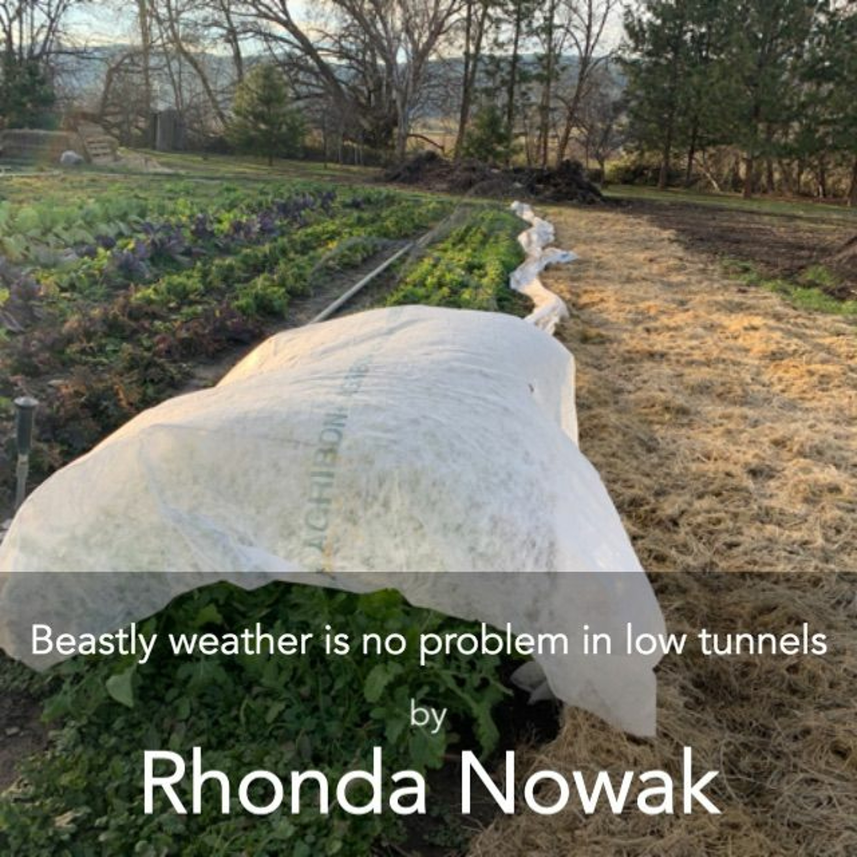 Beastly Weather Is No Problem In Low Tunnels