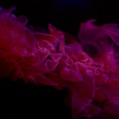 Dec 9 for harmonium/toy piano/ct5/cat meow